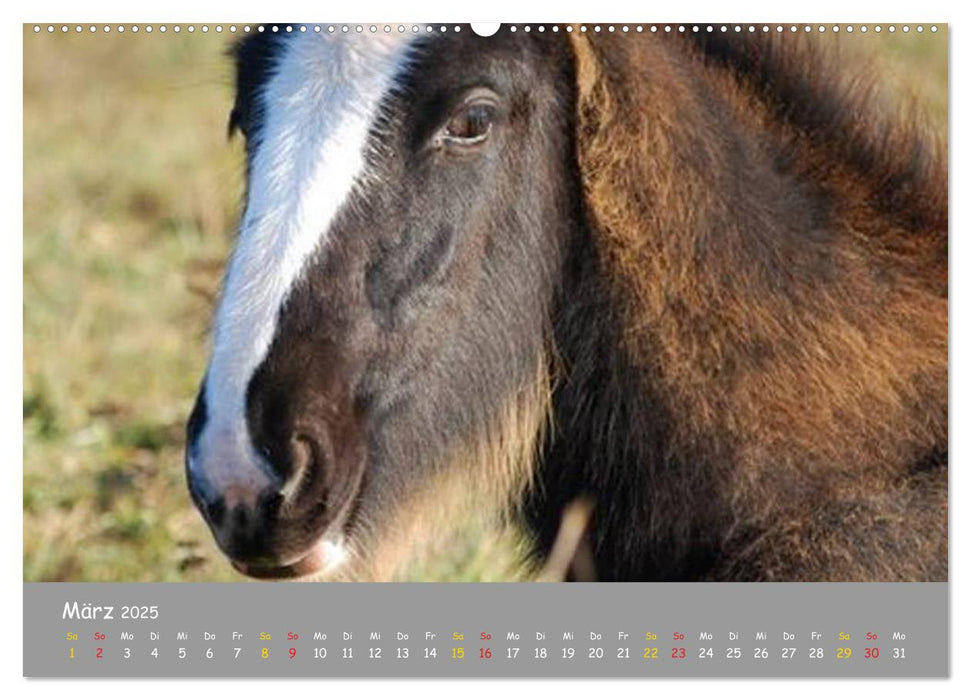 Shire Horse Fohlen (CALVENDO Wandkalender 2025)