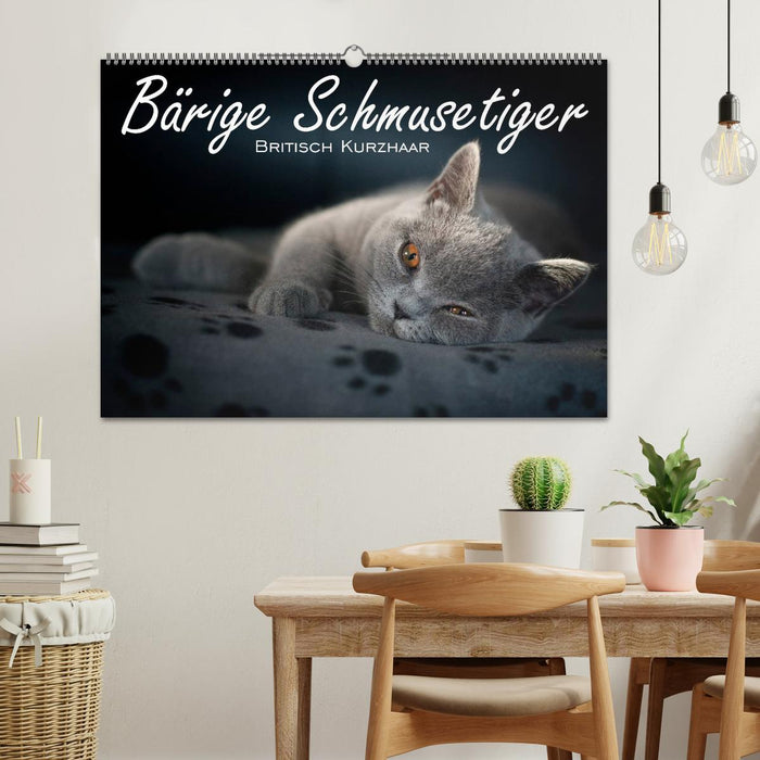 Bärige Schmusetiger - Britisch Kurzhaar (CALVENDO Wandkalender 2025)