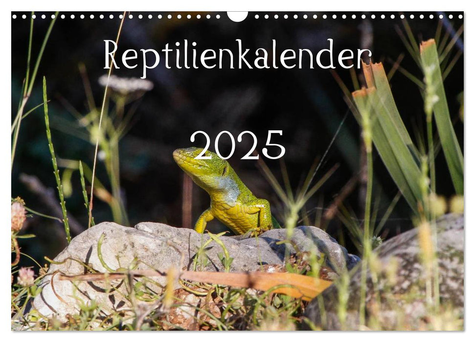Reptilienkalender 2025 (CALVENDO Wandkalender 2025)