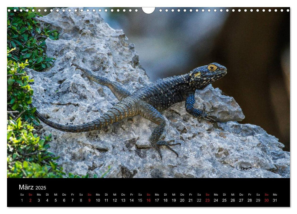 Reptilienkalender 2025 (CALVENDO Wandkalender 2025)