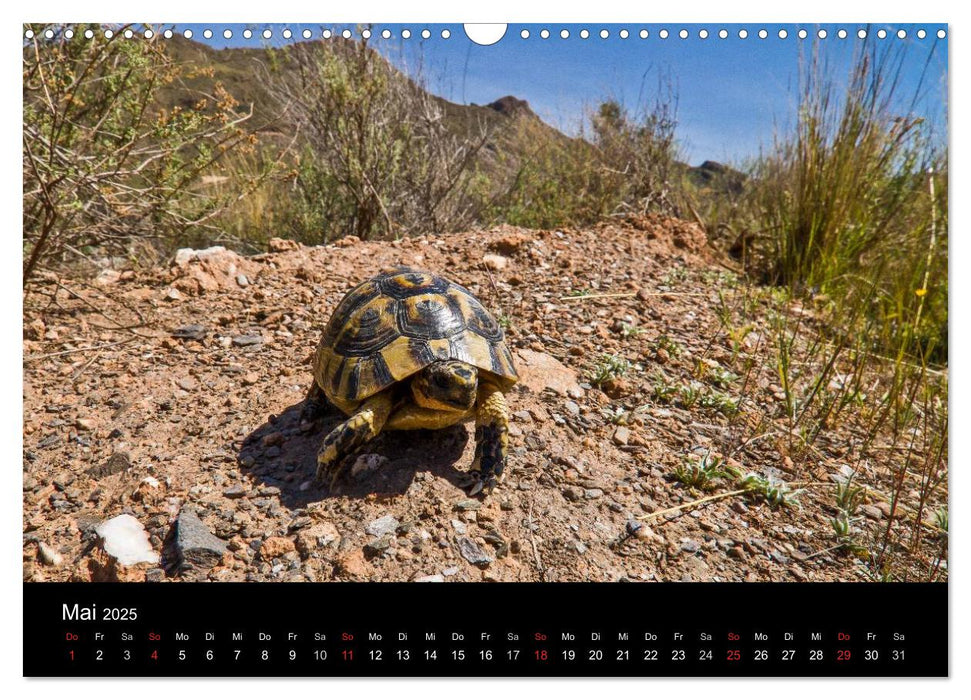 Reptilienkalender 2025 (CALVENDO Wandkalender 2025)