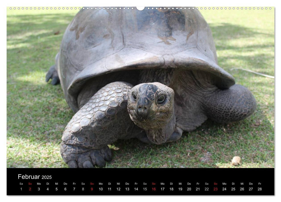 Seychellen (CALVENDO Wandkalender 2025)