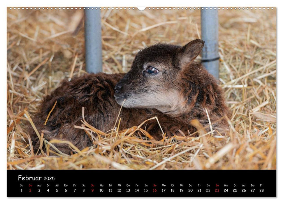 Schafe und Lämmer (CALVENDO Premium Wandkalender 2025)