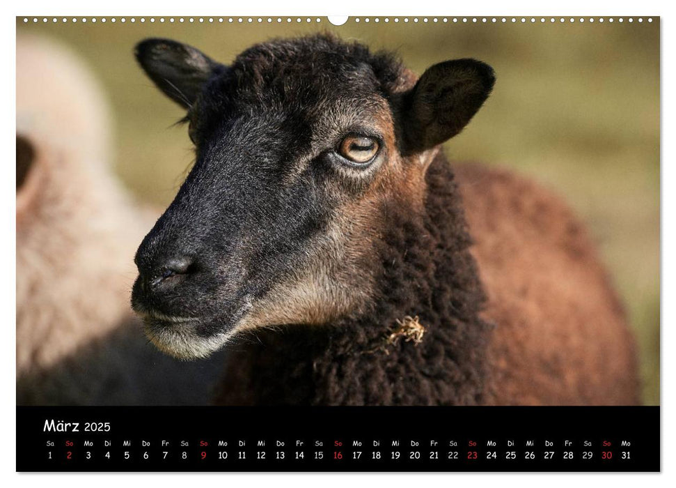 Schafe und Lämmer (CALVENDO Premium Wandkalender 2025)