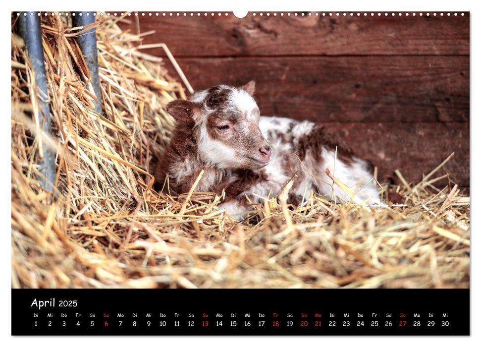 Schafe und Lämmer (CALVENDO Premium Wandkalender 2025)