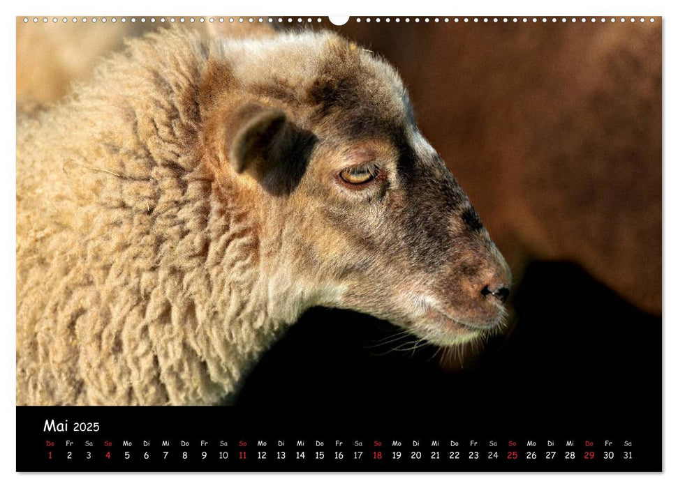 Schafe und Lämmer (CALVENDO Premium Wandkalender 2025)