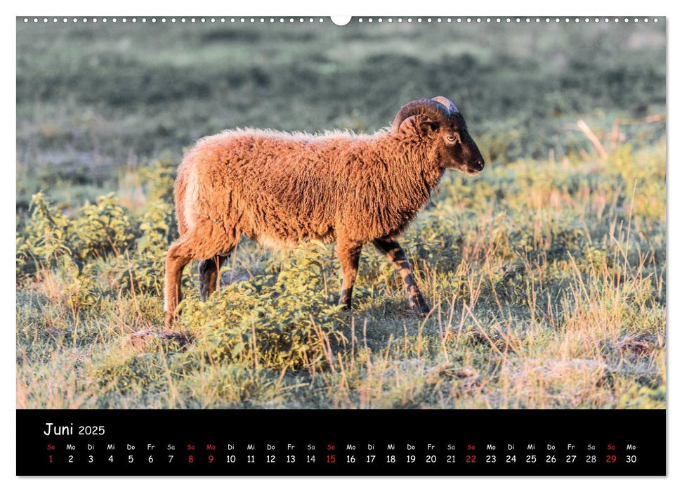 Schafe und Lämmer (CALVENDO Premium Wandkalender 2025)