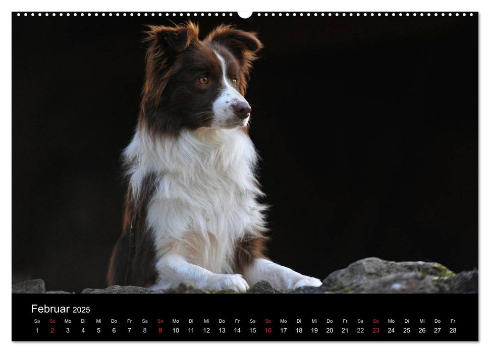 Border Collie 2025 (CALVENDO Premium Wandkalender 2025)