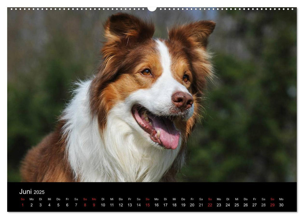 Border Collie 2025 (CALVENDO Premium Wandkalender 2025)