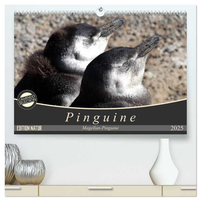 Magellan-Pinguine (CALVENDO Premium Wandkalender 2025)