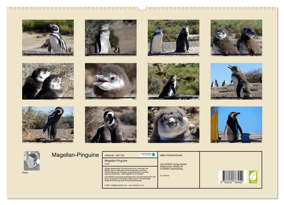 Magellan-Pinguine (CALVENDO Premium Wandkalender 2025)