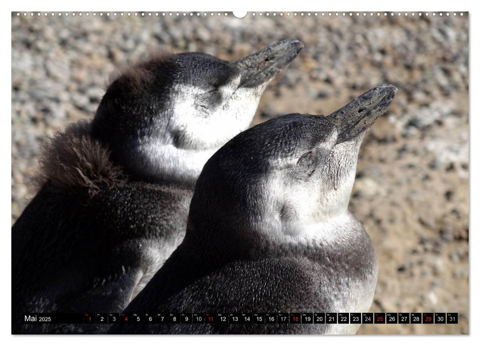 Magellan-Pinguine (CALVENDO Premium Wandkalender 2025)