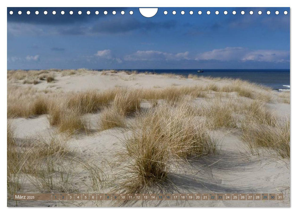 Strandwanderungen auf Texel (CALVENDO Wandkalender 2025)