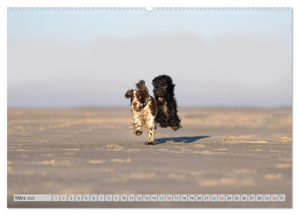 POWERHUNDE 2025 (CALVENDO Premium Wandkalender 2025)