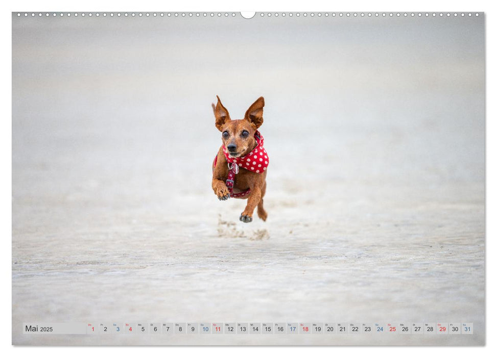 POWERHUNDE 2025 (CALVENDO Premium Wandkalender 2025)