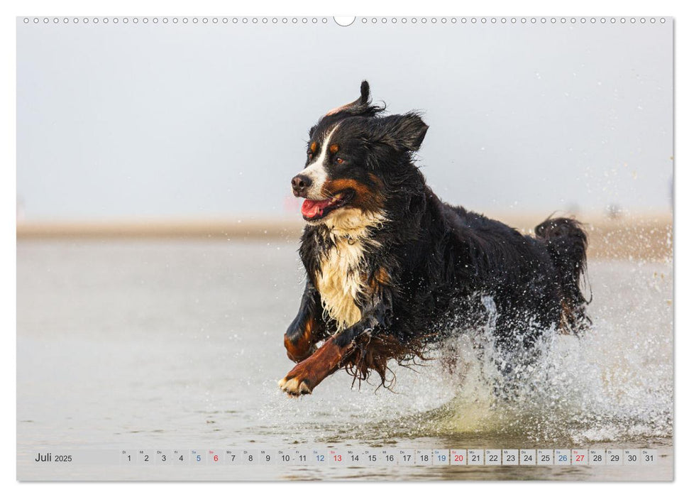 POWERHUNDE 2025 (CALVENDO Premium Wandkalender 2025)