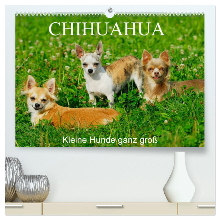 Chihuahua - Kleine Hunde ganz groß (CALVENDO Premium Wandkalender 2025)