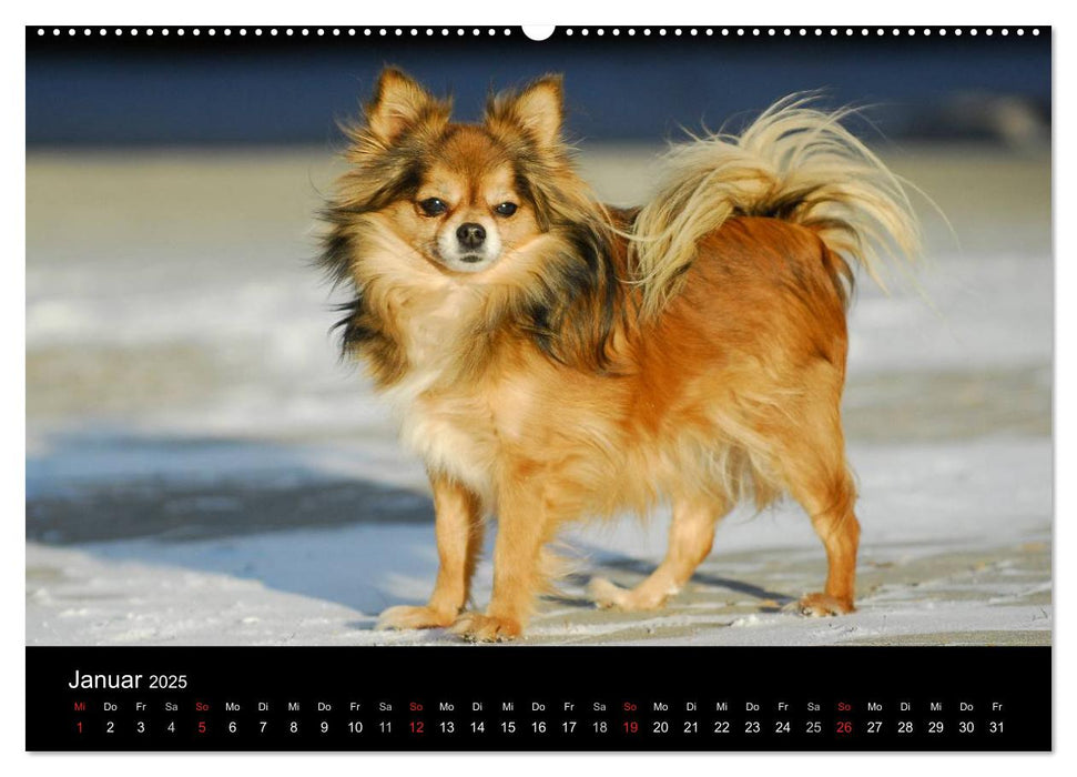 Chihuahua - Kleine Hunde ganz groß (CALVENDO Premium Wandkalender 2025)