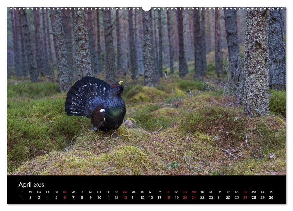 Vögel & Landschaften (CALVENDO Premium Wandkalender 2025)