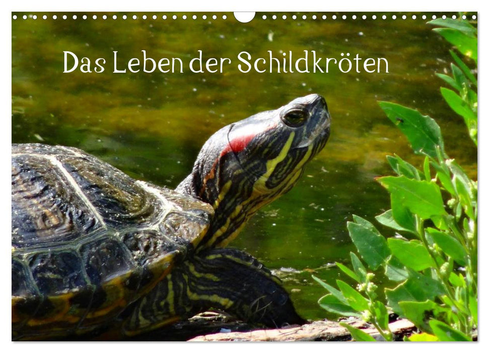 Das Leben der Schildkröten (CALVENDO Wandkalender 2025)