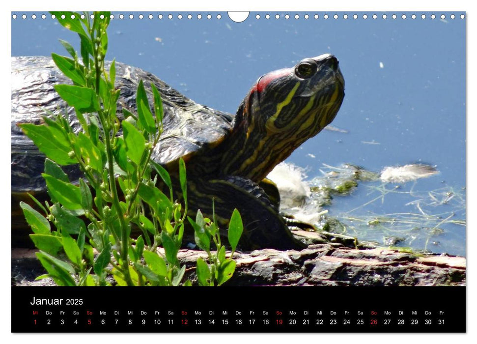 Das Leben der Schildkröten (CALVENDO Wandkalender 2025)