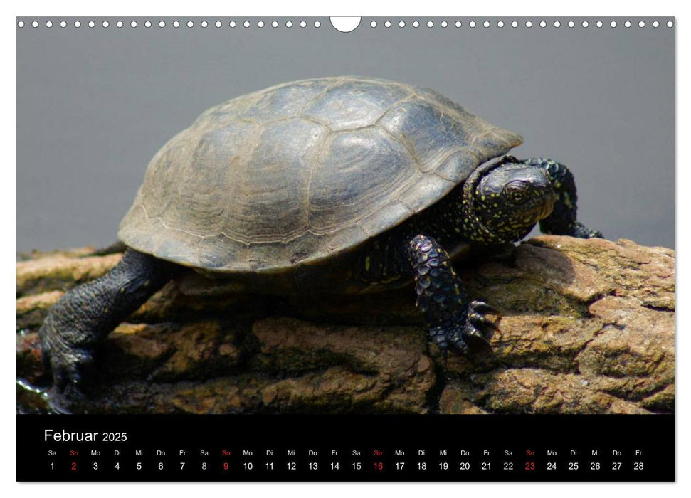 Das Leben der Schildkröten (CALVENDO Wandkalender 2025)