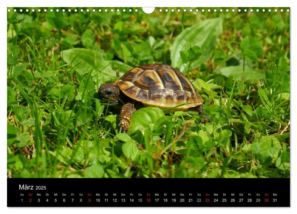 Das Leben der Schildkröten (CALVENDO Wandkalender 2025)