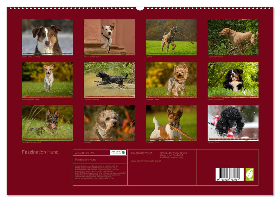 Faszination Hund (CALVENDO Premium Wandkalender 2025)