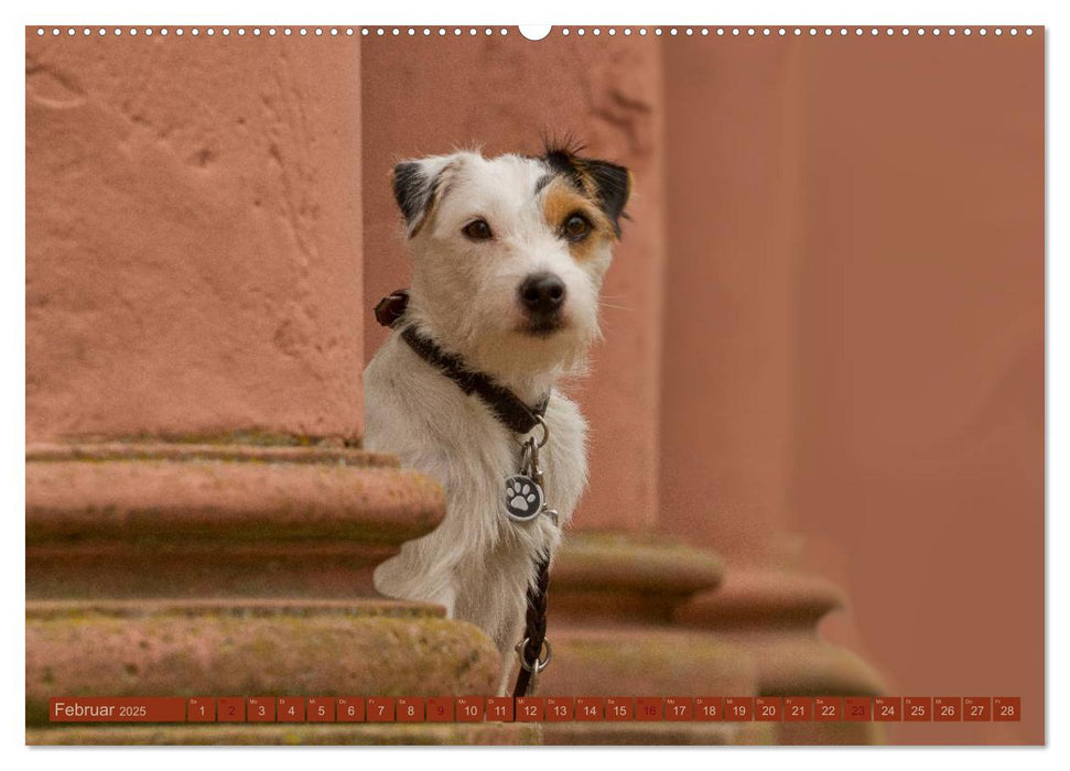 Faszination Hund (CALVENDO Premium Wandkalender 2025)