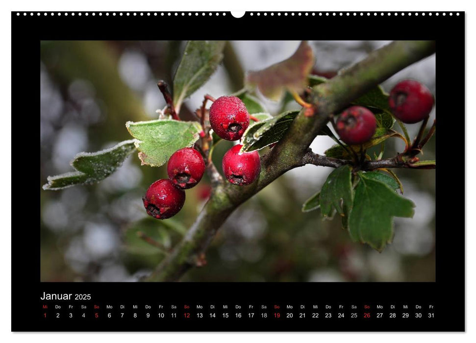 Rot (CALVENDO Premium Wandkalender 2025)