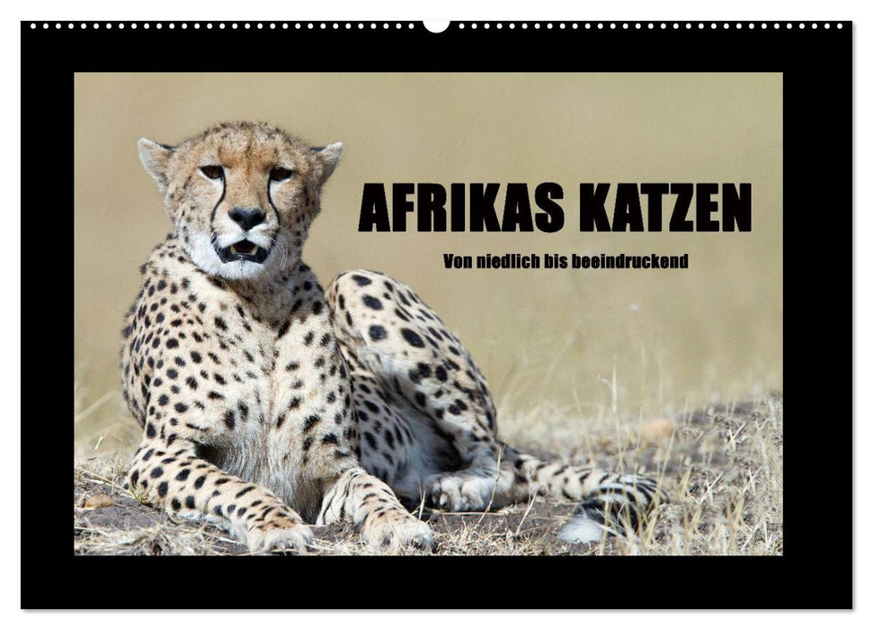 Afrikas Katzen (CALVENDO Wandkalender 2025)