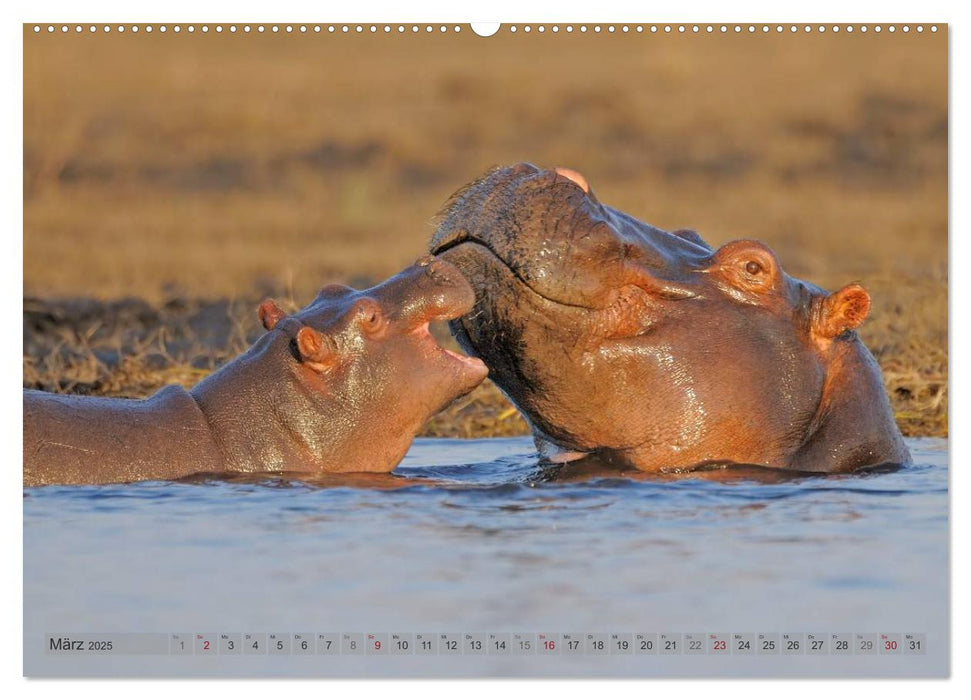 Flusspferde Magie des Augenblicks - Hippos in Afrika (CALVENDO Wandkalender 2025)