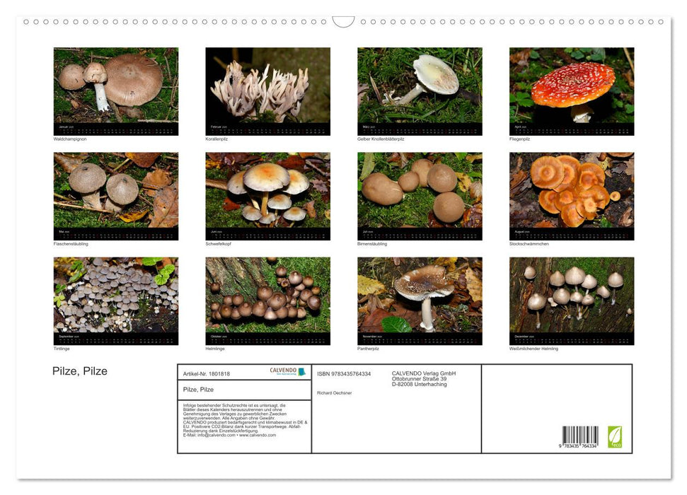 Pilze, Pilze (CALVENDO Wandkalender 2025)