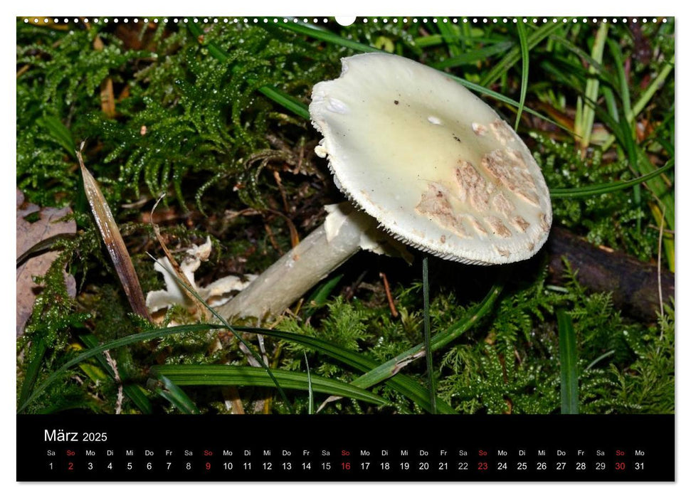 Pilze, Pilze (CALVENDO Wandkalender 2025)
