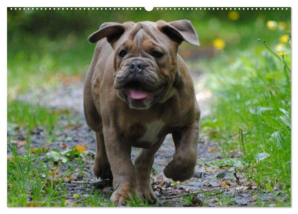 Bulldoggen-Kinder (CALVENDO Wandkalender 2025)