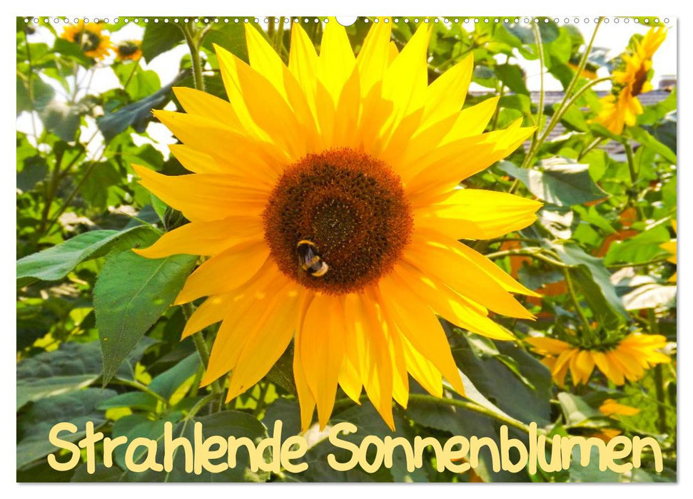 Strahlende Sonnenblumen / CH - Version (CALVENDO Wandkalender 2025)