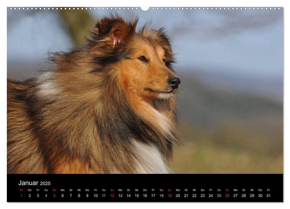 Sheltie 2025 (CALVENDO Premium Wandkalender 2025)