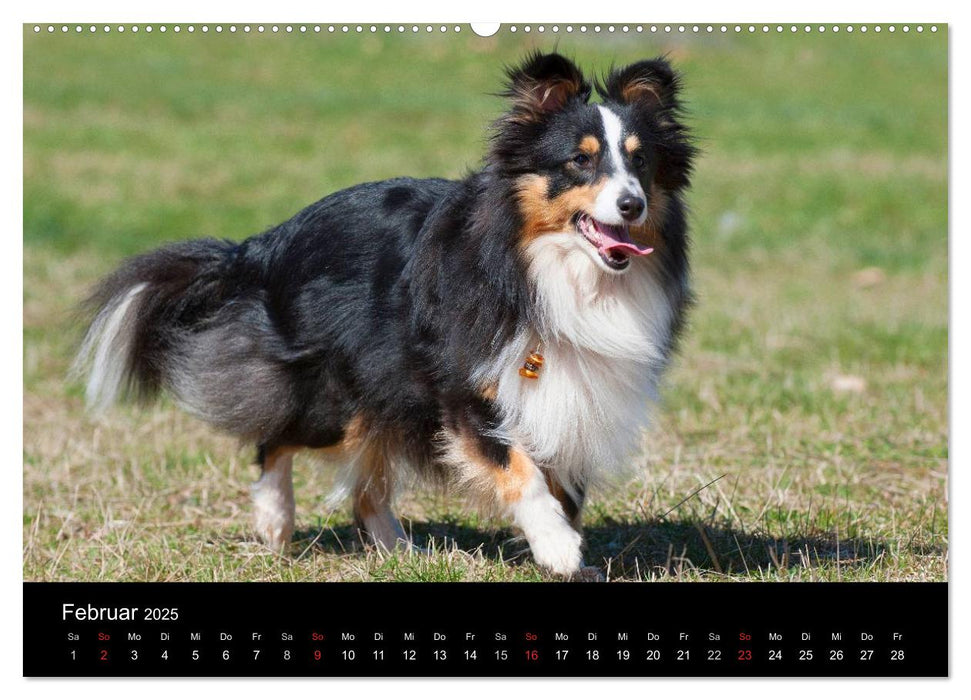 Sheltie 2025 (CALVENDO Premium Wandkalender 2025)