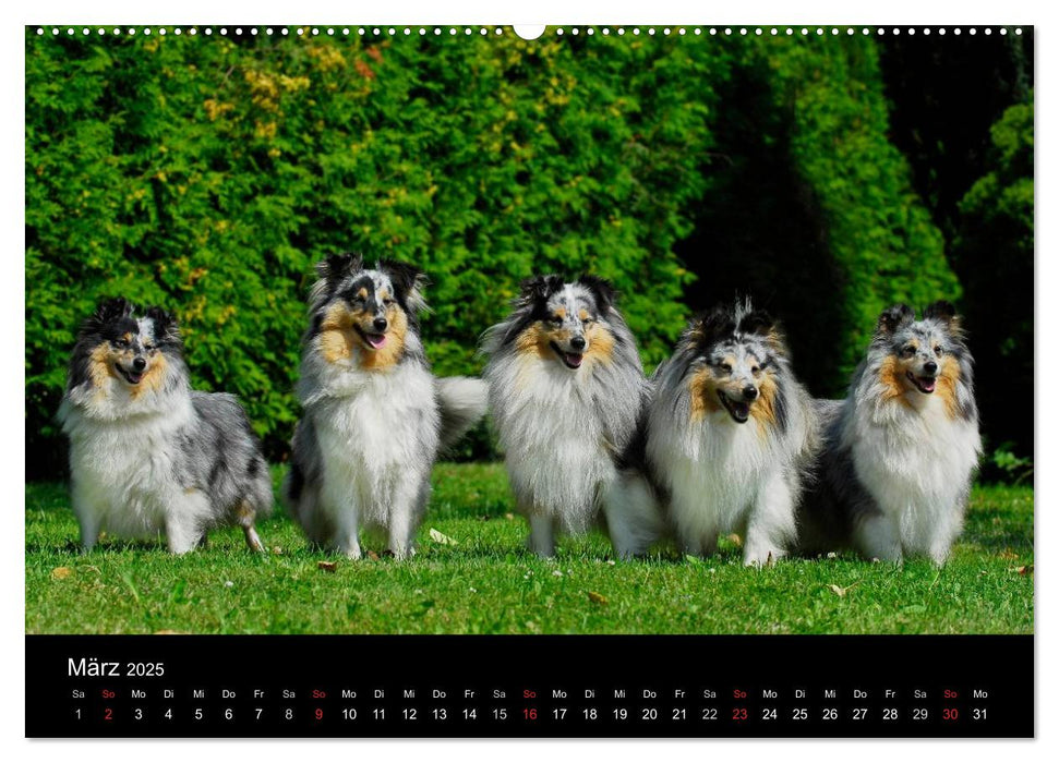 Sheltie 2025 (CALVENDO Premium Wandkalender 2025)