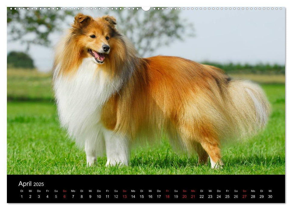 Sheltie 2025 (CALVENDO Premium Wandkalender 2025)