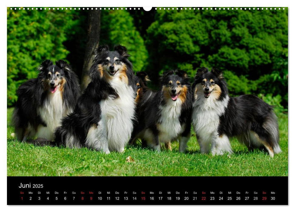 Sheltie 2025 (CALVENDO Premium Wandkalender 2025)