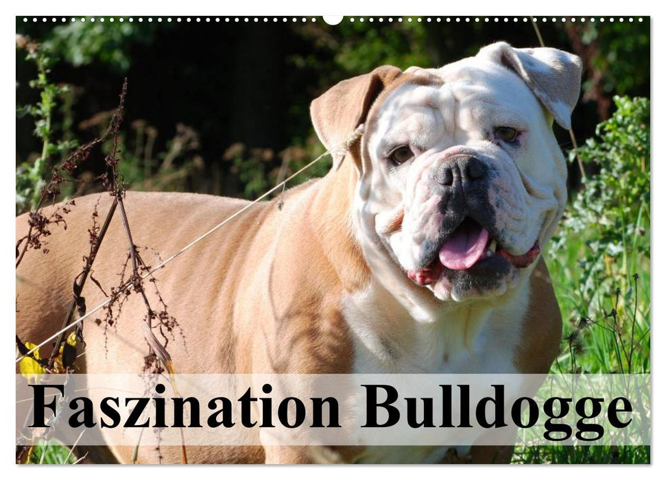 Faszination Bulldogge (CALVENDO Wandkalender 2025)