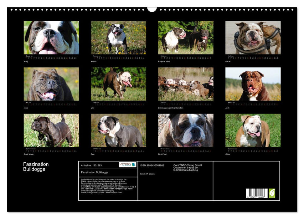 Faszination Bulldogge (CALVENDO Wandkalender 2025)