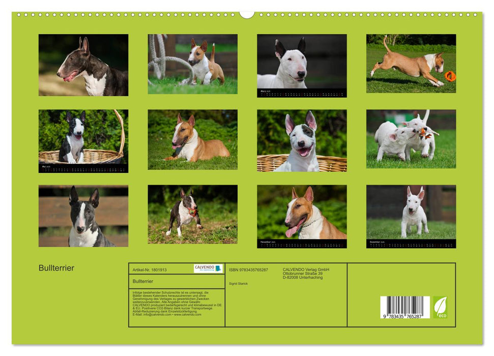 Bullterrier (CALVENDO Premium Wandkalender 2025)