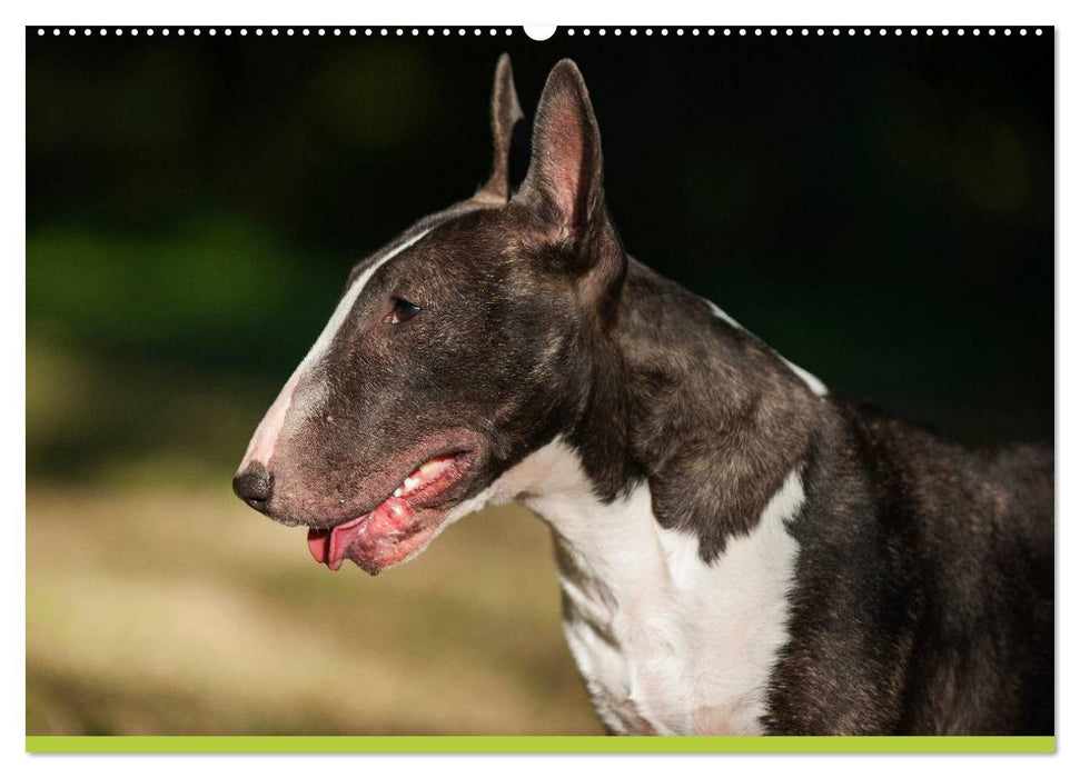 Bullterrier (CALVENDO Premium Wandkalender 2025)