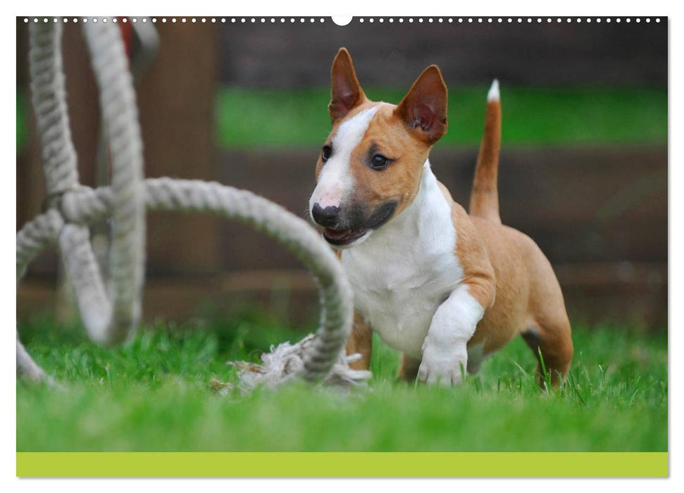 Bullterrier (CALVENDO Premium Wandkalender 2025)