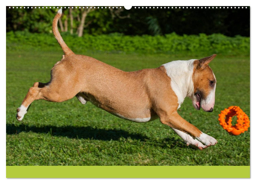 Bullterrier (CALVENDO Premium Wandkalender 2025)