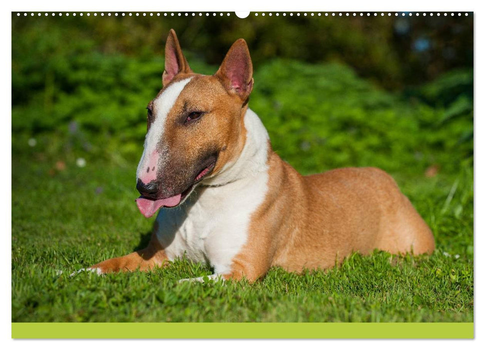 Bullterrier (CALVENDO Premium Wandkalender 2025)