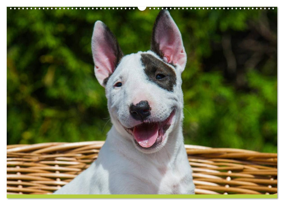 Bullterrier (CALVENDO Premium Wandkalender 2025)