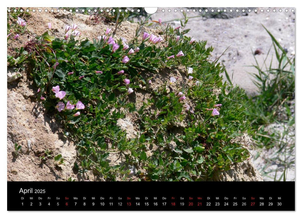 Die deutsche Ostseeküste - Eine Reise von der Geltinger Birk bis nach Usedom (CALVENDO Wandkalender 2025)